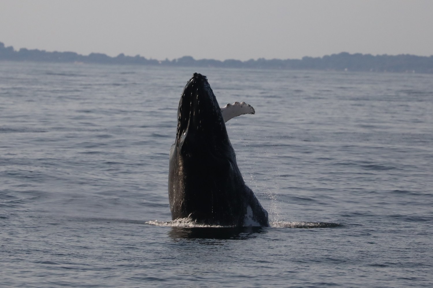 a whale jumping out of the water