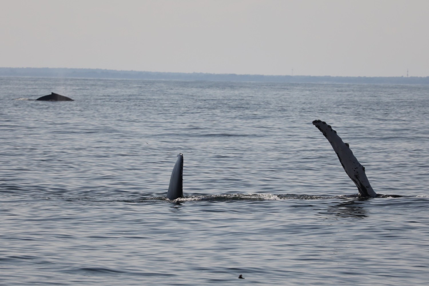 a whale swimming in a body of water