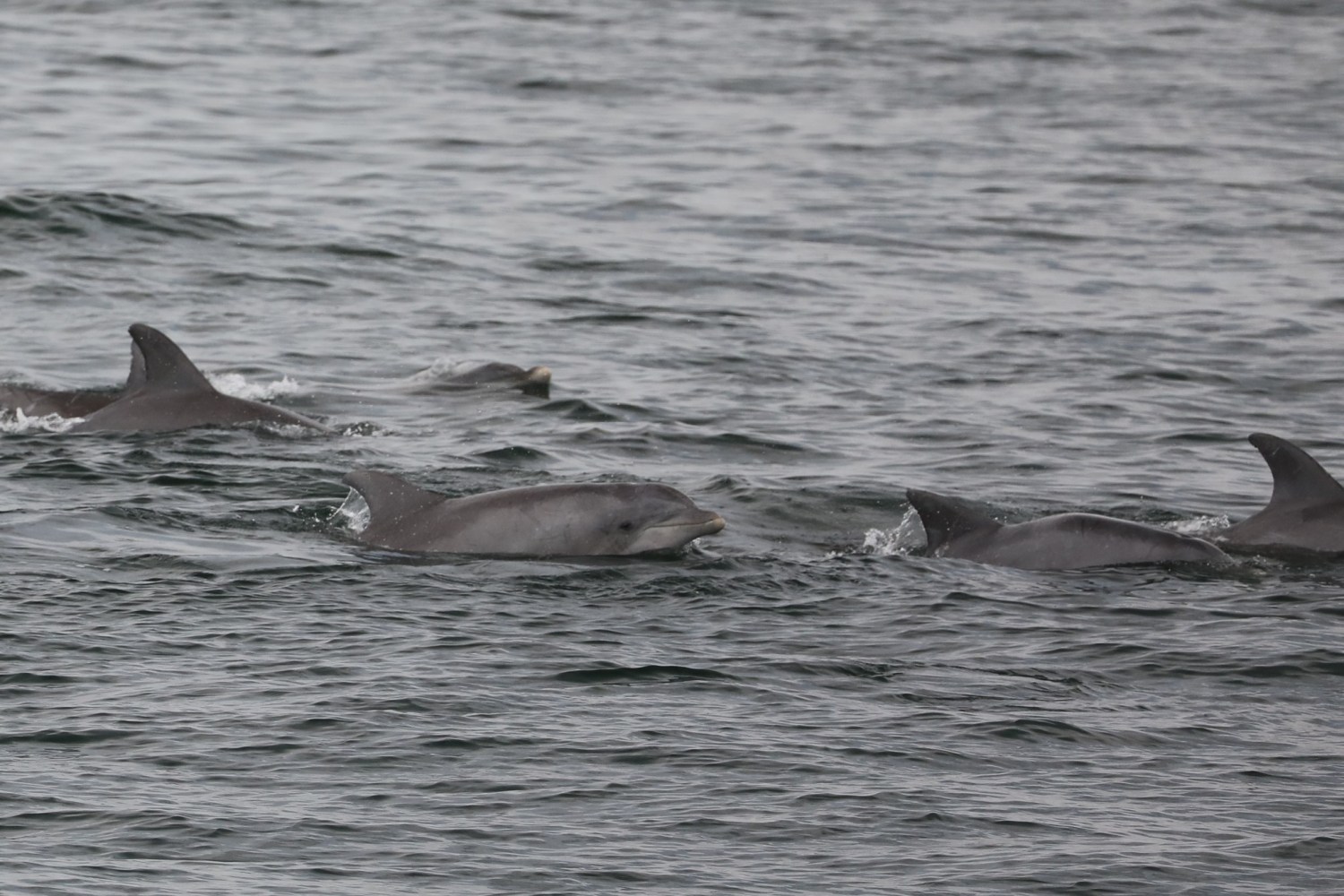 a flock of seagulls are swimming in a body of water