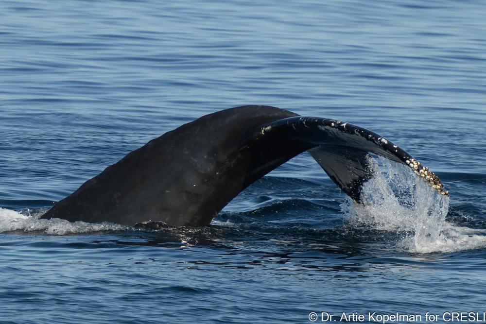 a whale jumping out of the water