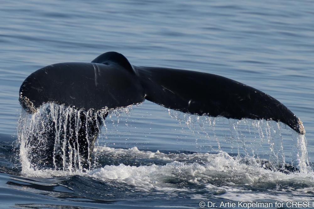 a whale jumping out of the water