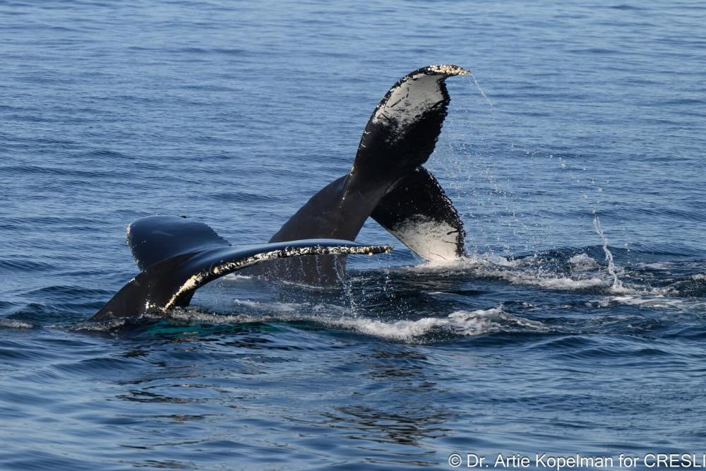 a whale jumping out of the water