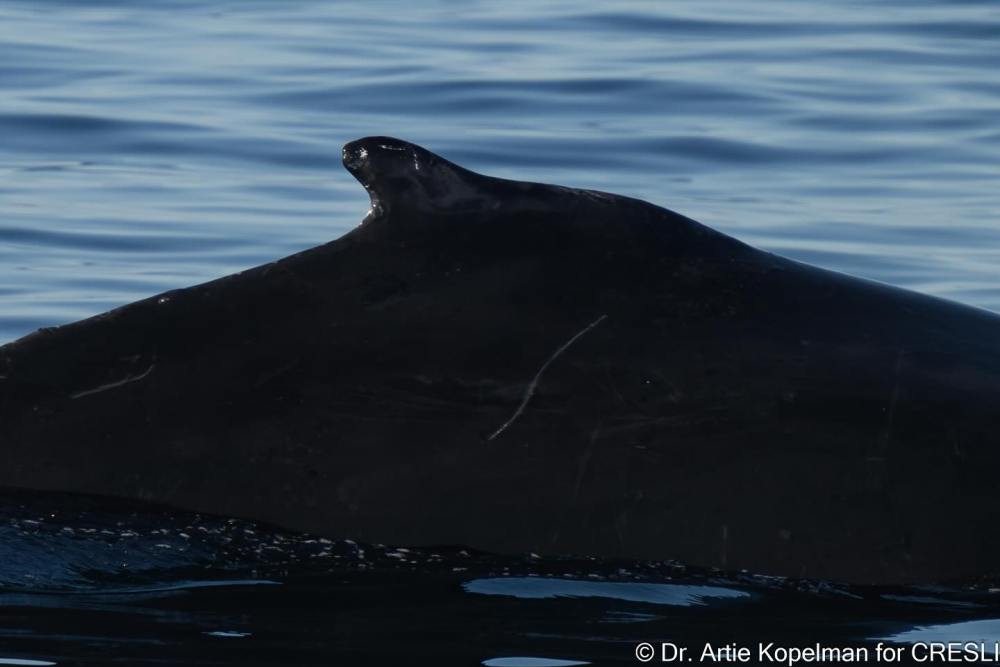 an animal swimming in the water