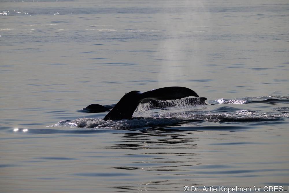 an animal swimming in the water