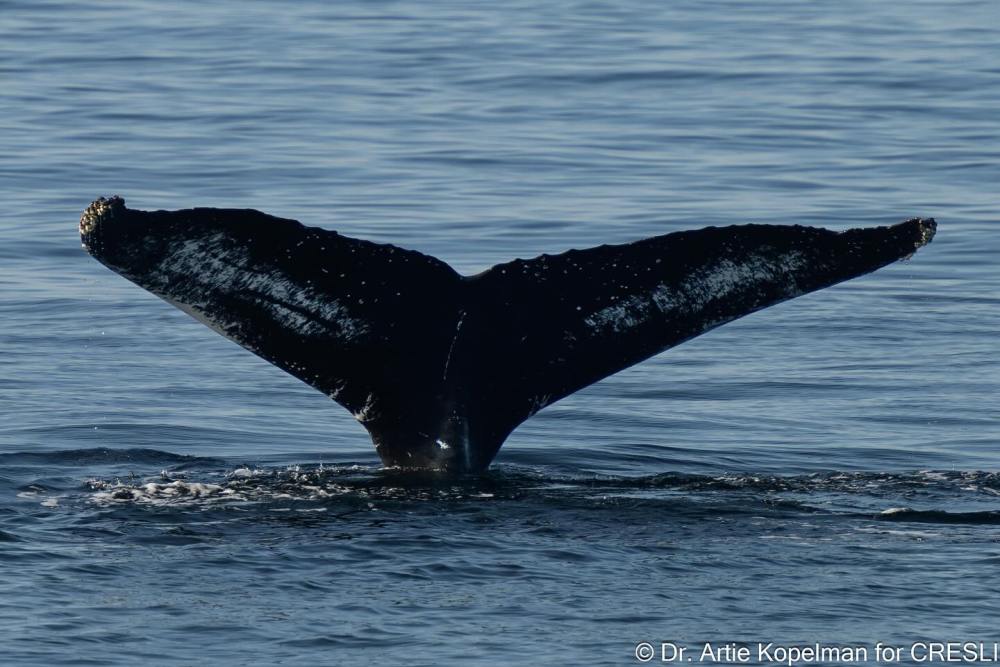 a whale swimming in a body of water