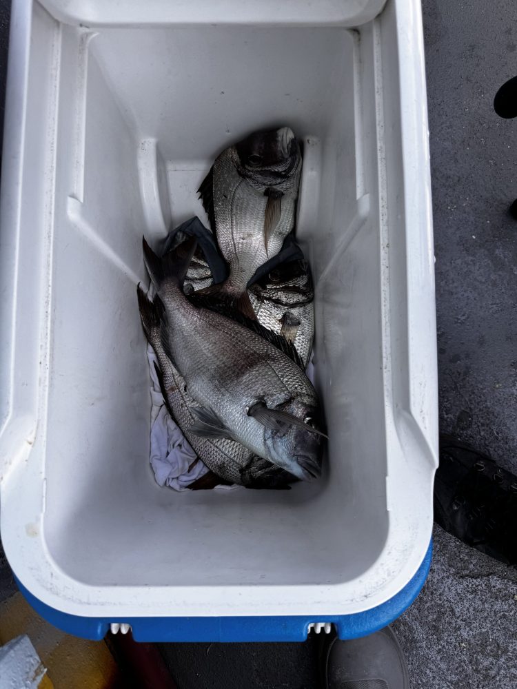 a cat sitting on top of a car