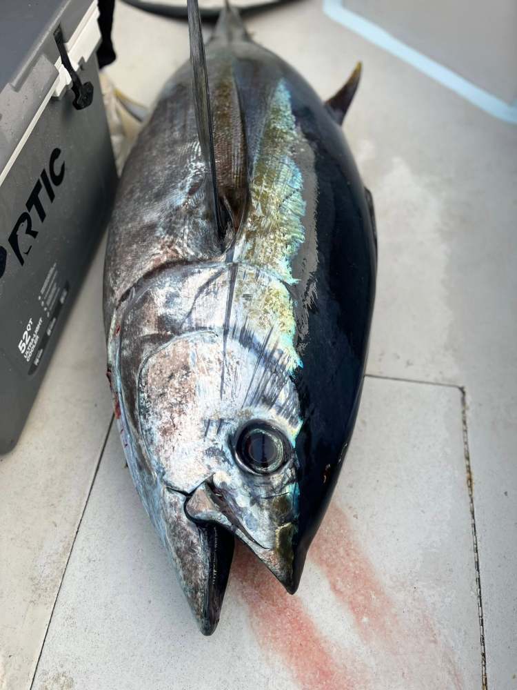 a close up of a fish