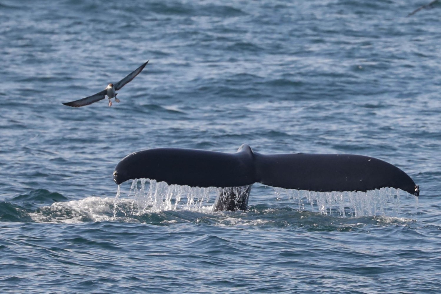 a person riding a surf board on a body of water