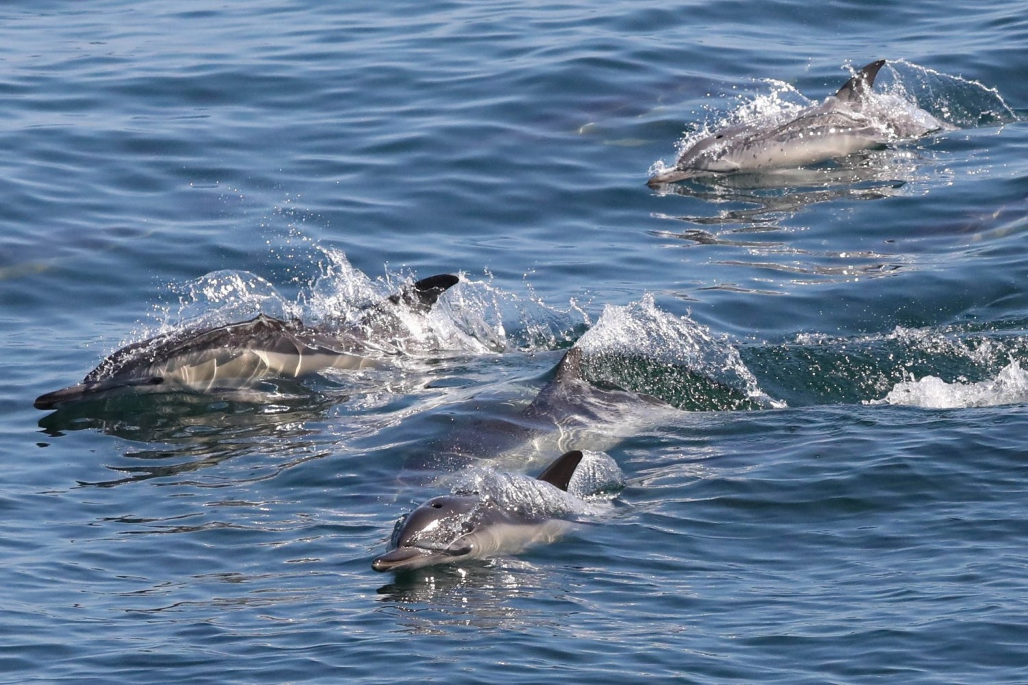 a bird swimming in water next to the ocean