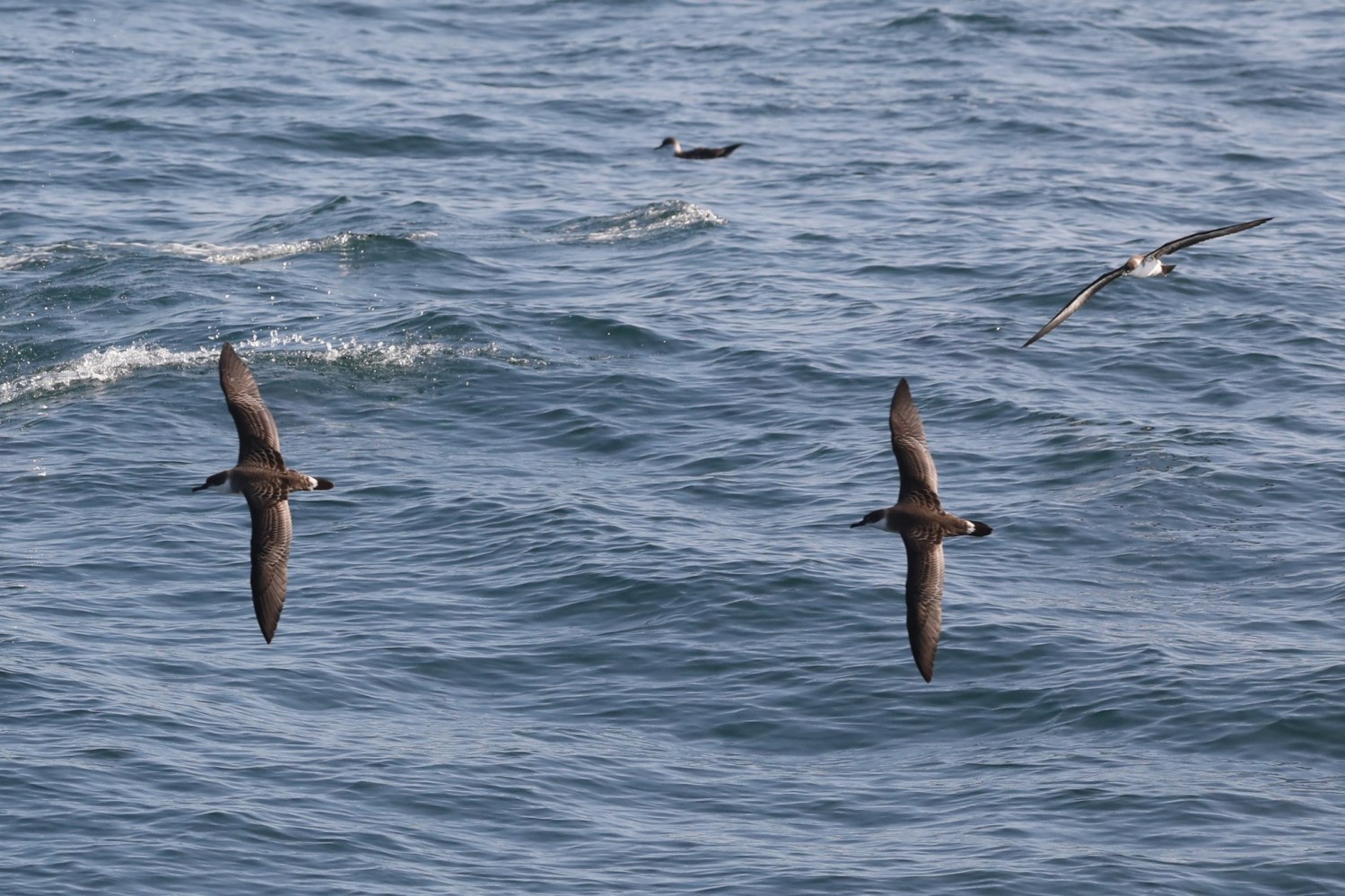 a bird flying over a body of water