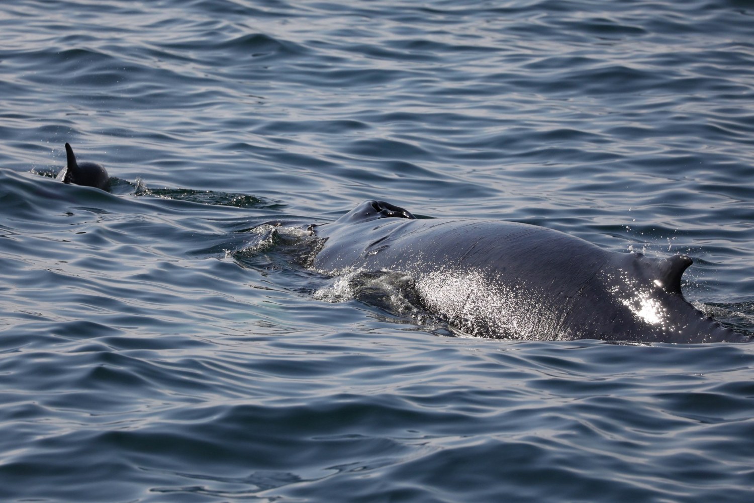 a dog swimming in a body of water