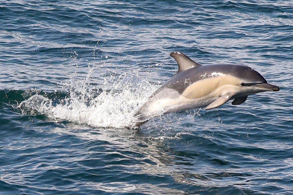 a dolphin jumping out of the water
