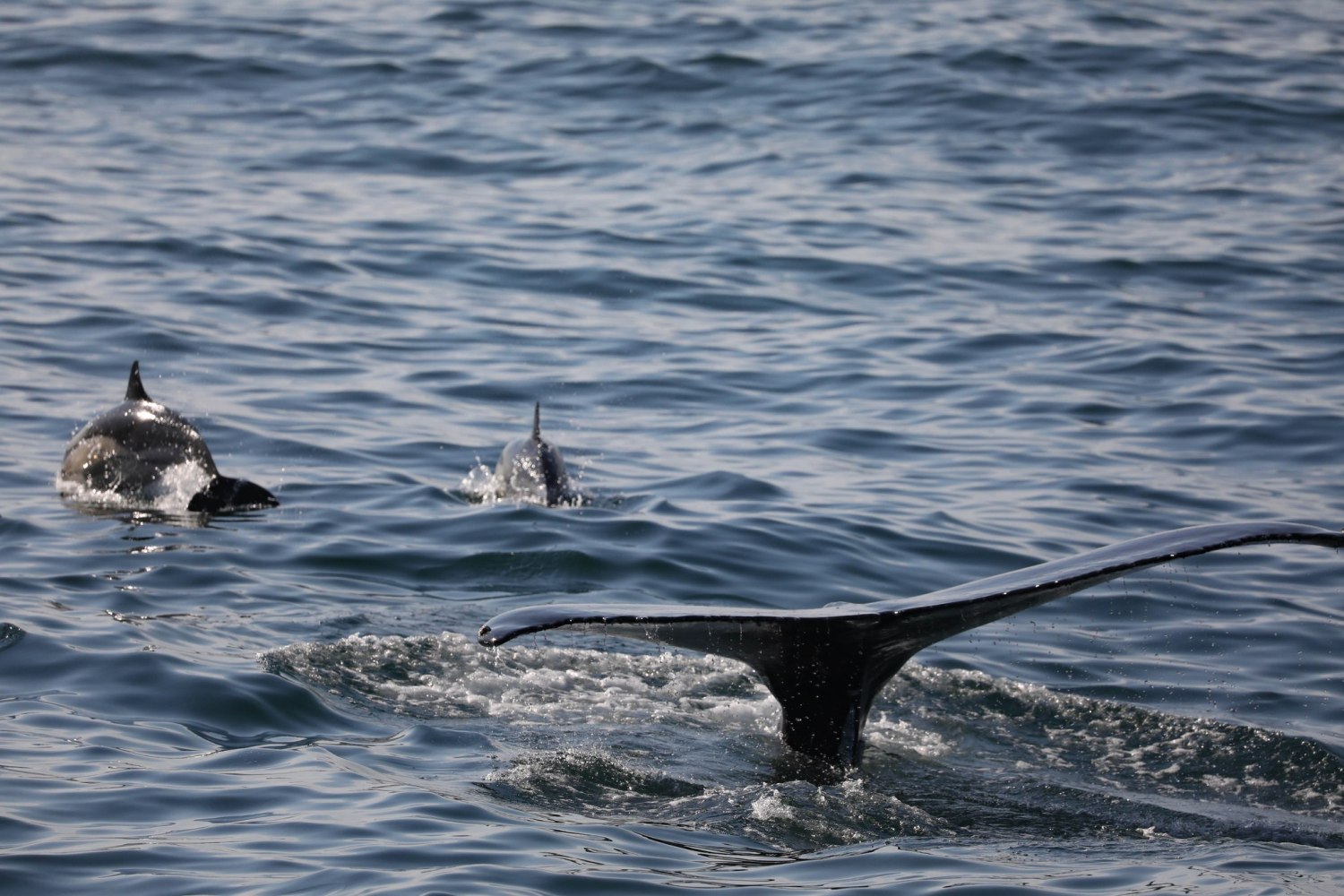 a dog swimming in a body of water