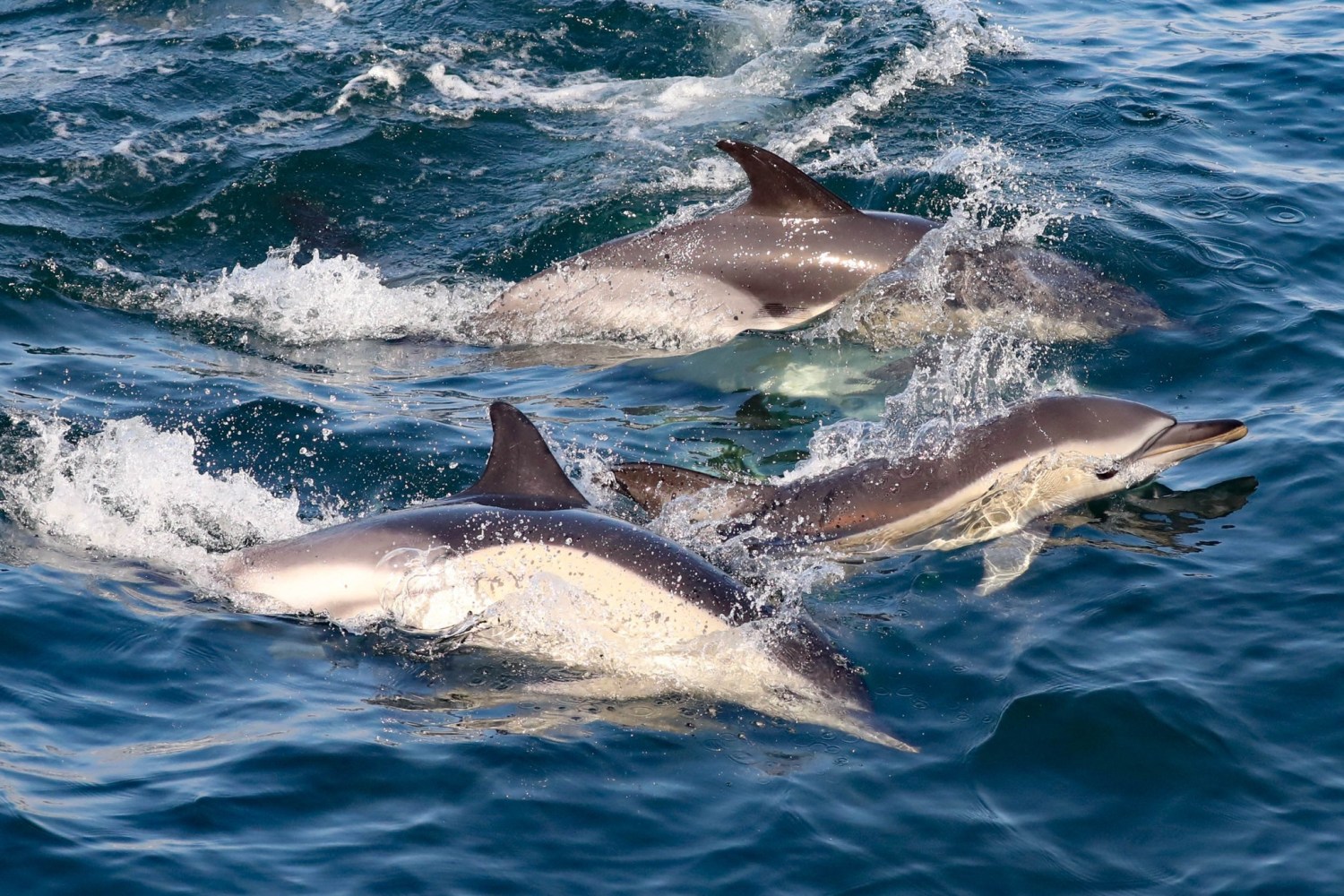a dolphin jumping out of the water