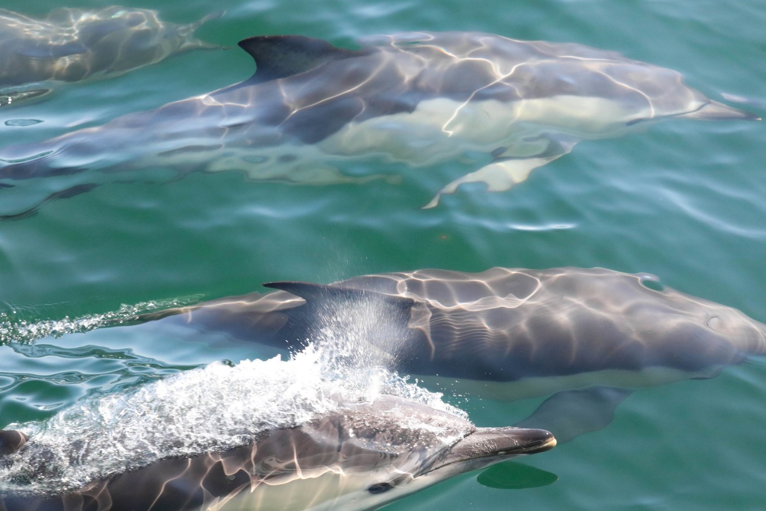 a fish swimming under water