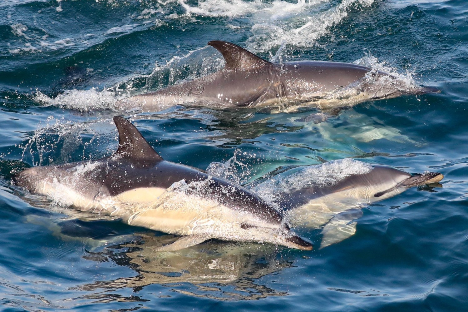 a dolphin jumping out of the water
