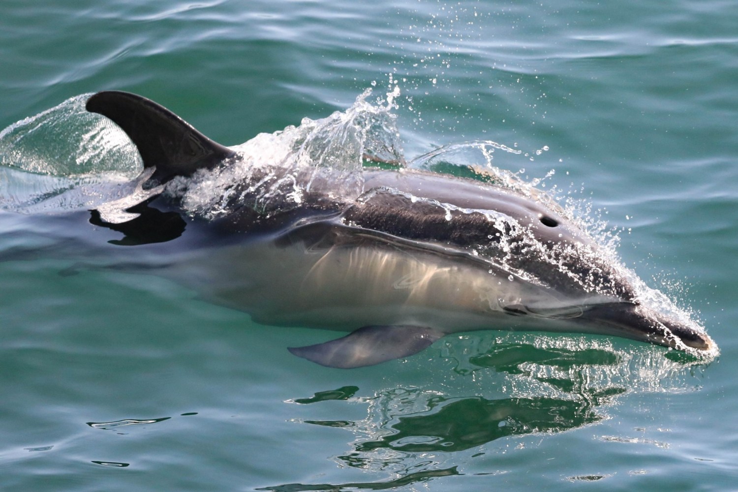 a dolphin jumping out of the water