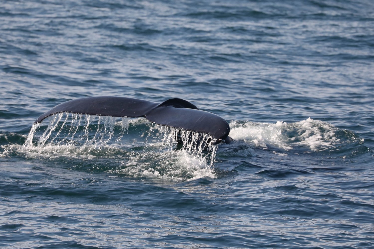 a whale jumping out of the water