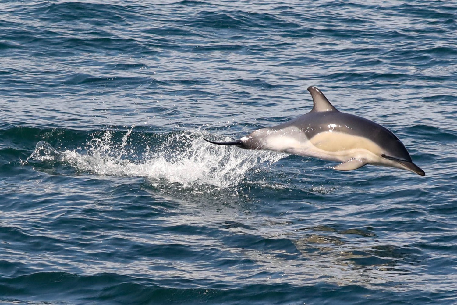 a small animal in a body of water