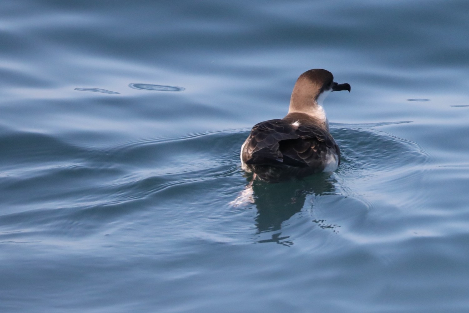 a duck swimming in a body of water