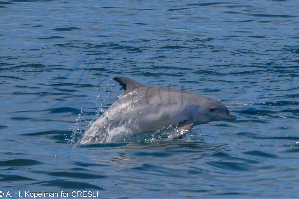 a bird swimming in water next to a body of water