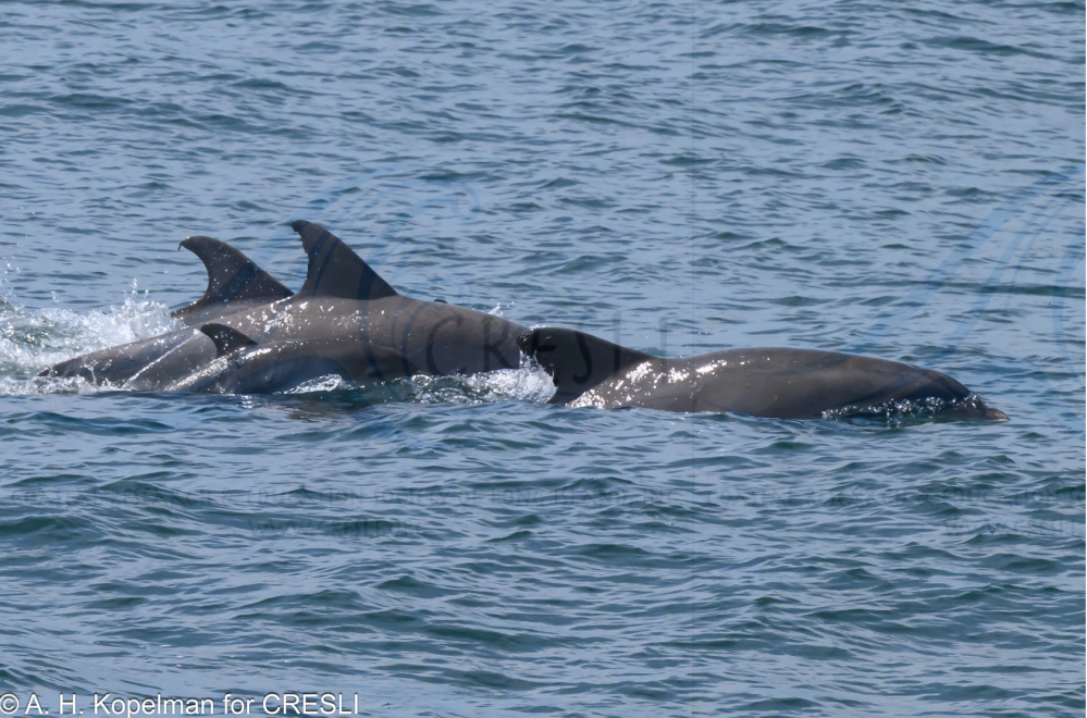a dog swimming in a body of water