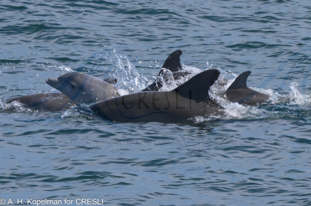 a dog swimming in a body of water