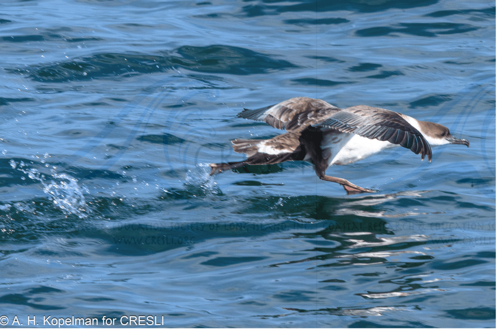 a bird flying over a body of water