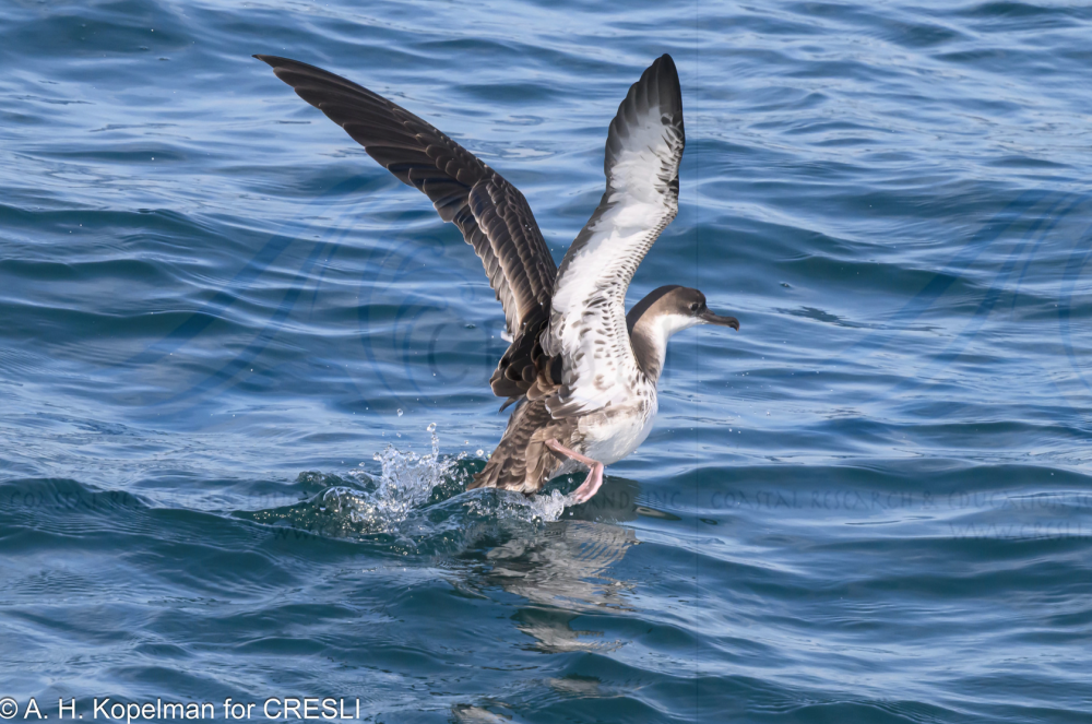 a bird flying over a body of water