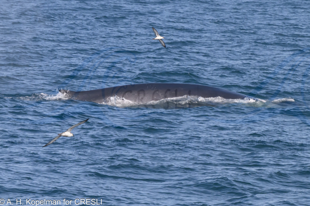 a whale jumping out of the water