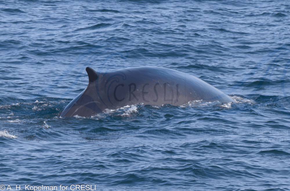 a whale jumping out of the water