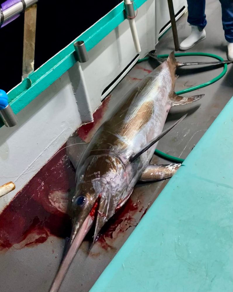 Large swordfish on boat deck with blood, green hose nearby, person's legs visible.