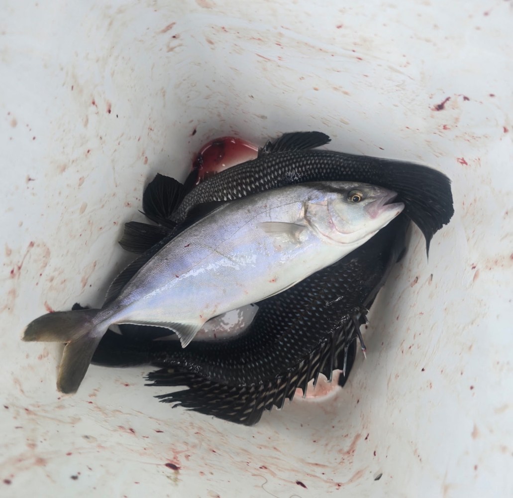 Fish inside a container, one large light-colored fish and several smaller dark fish on a white background.