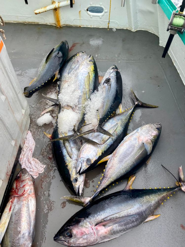 Several large fish with ice on a boat deck, likely tuna, surrounded by fishing equipment.