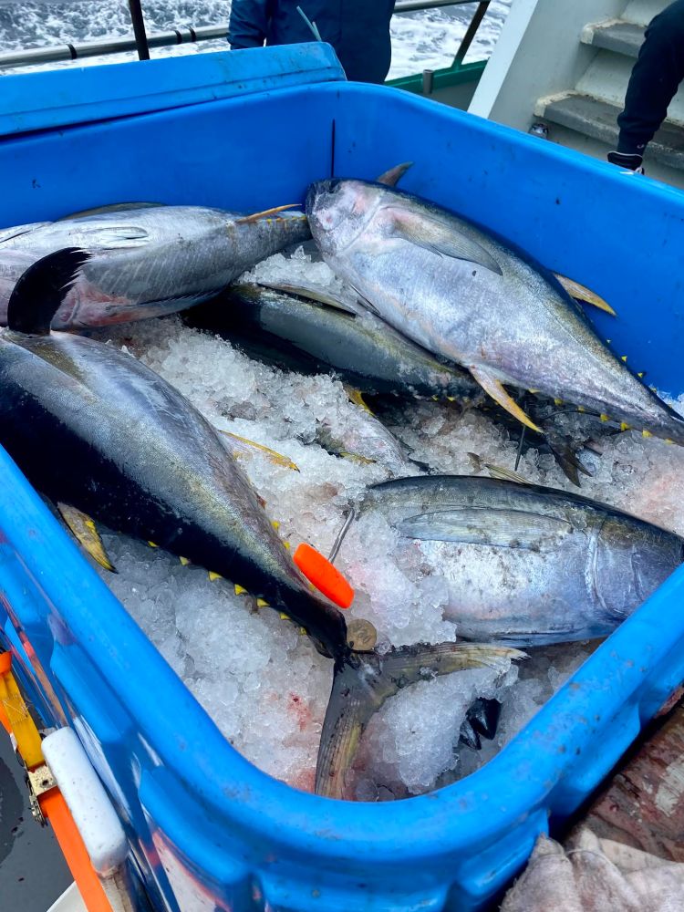 Several large fish in a blue bin filled with crushed ice on a boat deck.