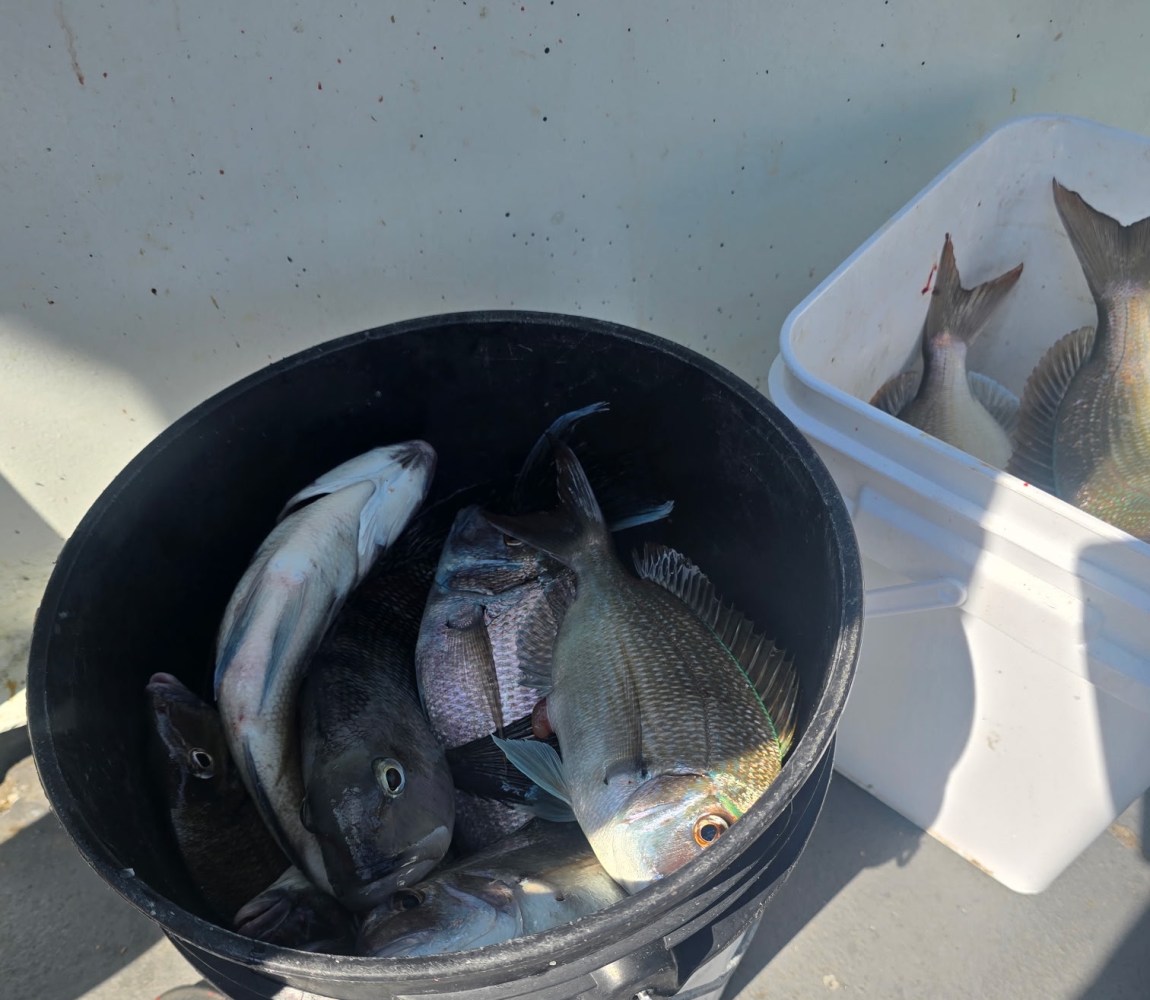 Black bucket and white container filled with fish on a boat deck.