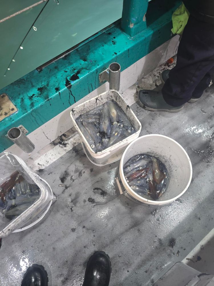 Three buckets on a wet floor contain freshly caught squid, with boots visible nearby.