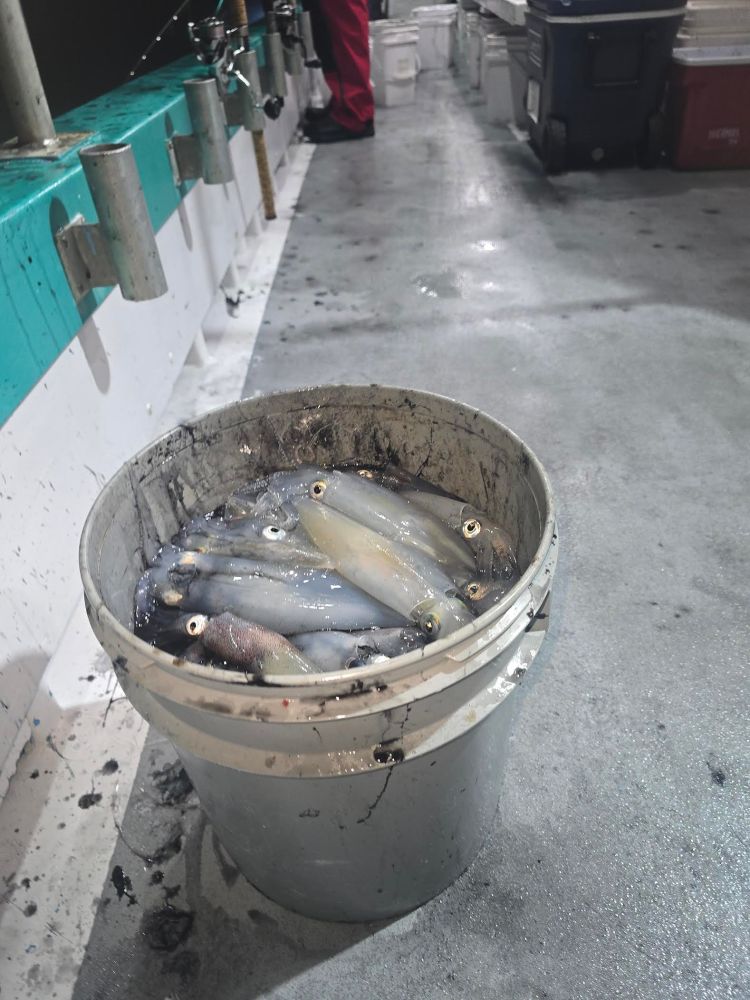 Bucket of squids on a wet boat deck at night with fishing rods next to railing.