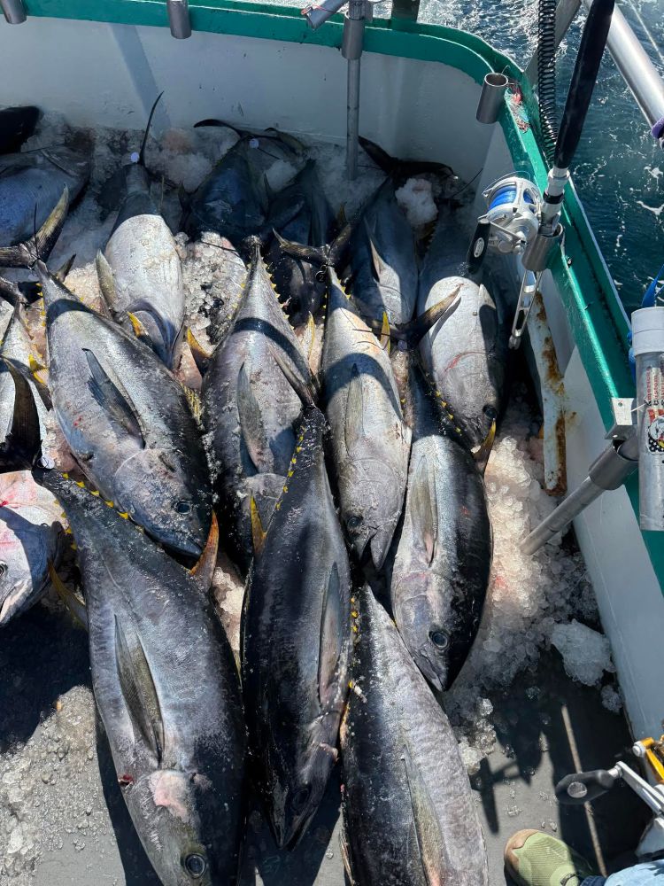Several large fish on ice in a boat with fishing rods in view.