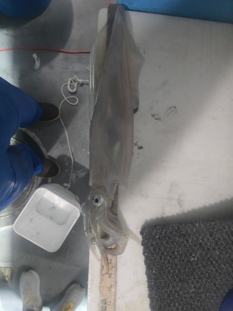 A squid lying on a measuring tape on a white table with a textured mat nearby.