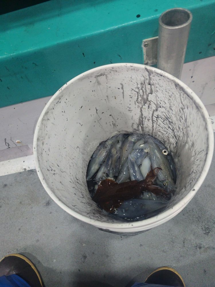 Bucket filled with squids, some ink visible, on a boat deck with railing nearby.