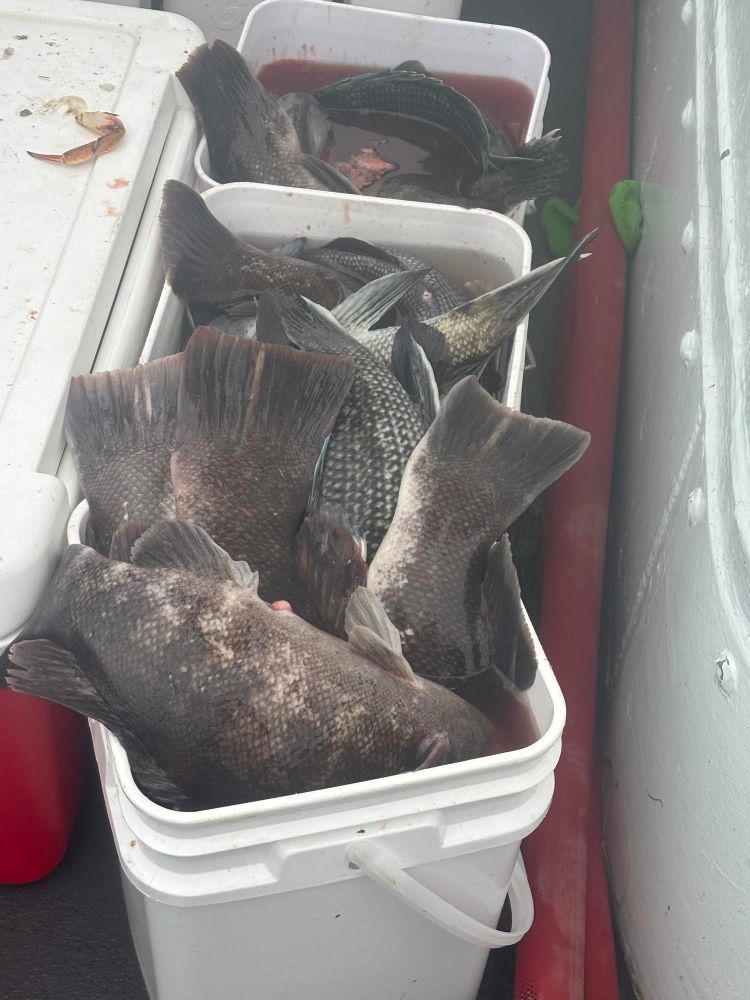 Bucket filled with multiple fish, some partially submerged, on a boat deck.