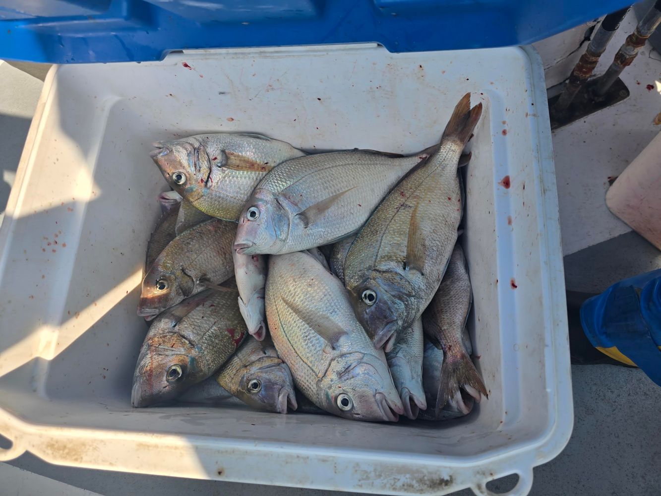 A cooler filled with freshly caught fish on a boat.