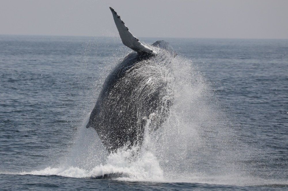 Humpback whale breaching out of the ocean, creating a splash.