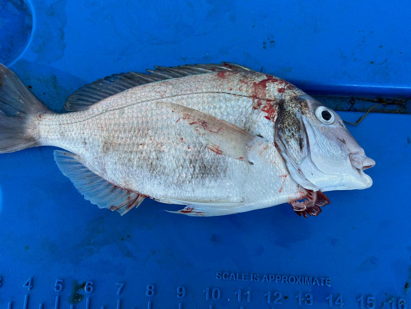 Fish with injuries lying on a blue surface with scale markings.