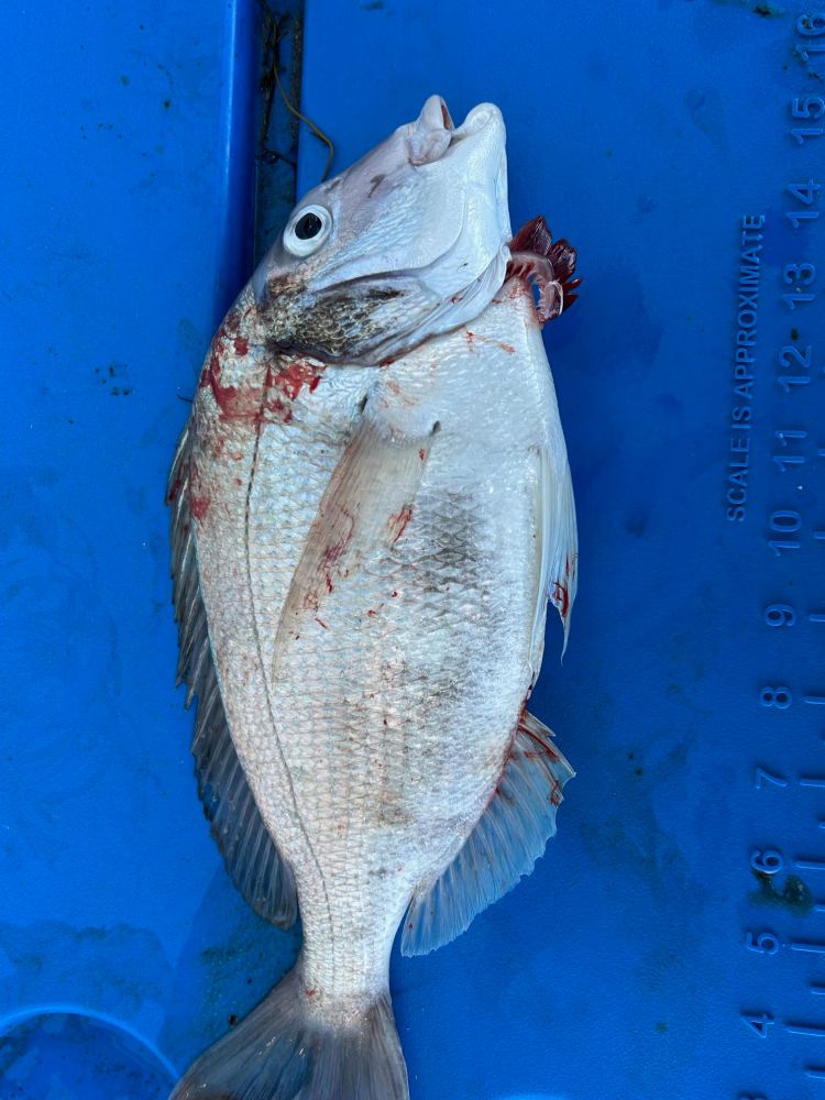 A silver fish with open eyes on a blue surface, showing some red marks near its gills.