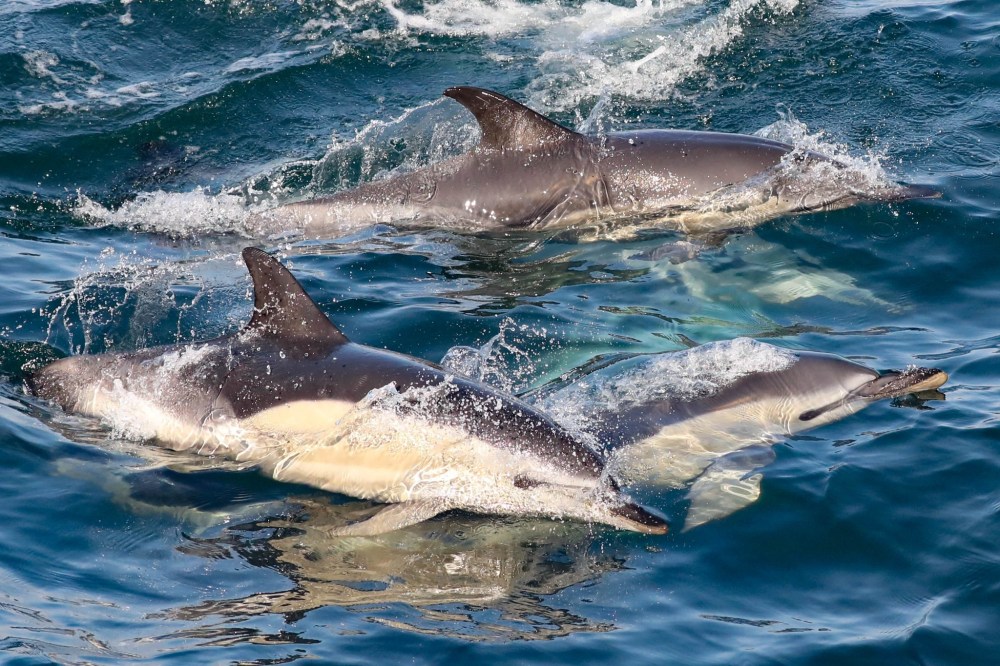 Three dolphins swimming together in blue ocean water.