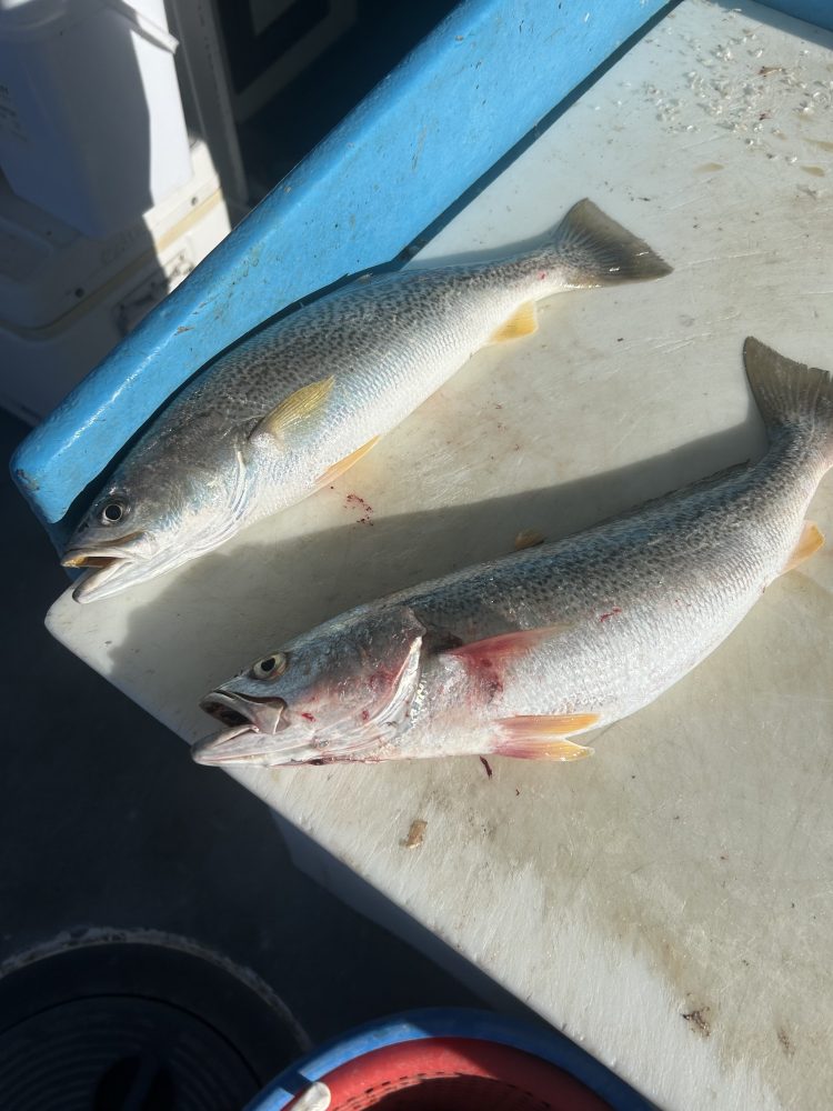 Two fish on a blue and white surface, with one slightly larger than the other.