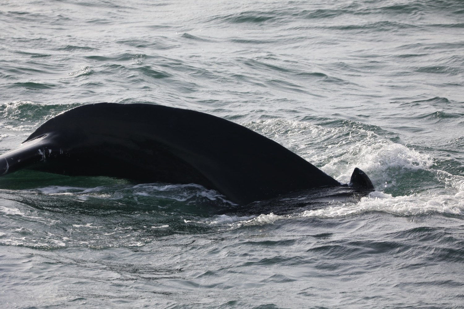 A whale's back surfacing in the ocean waves.