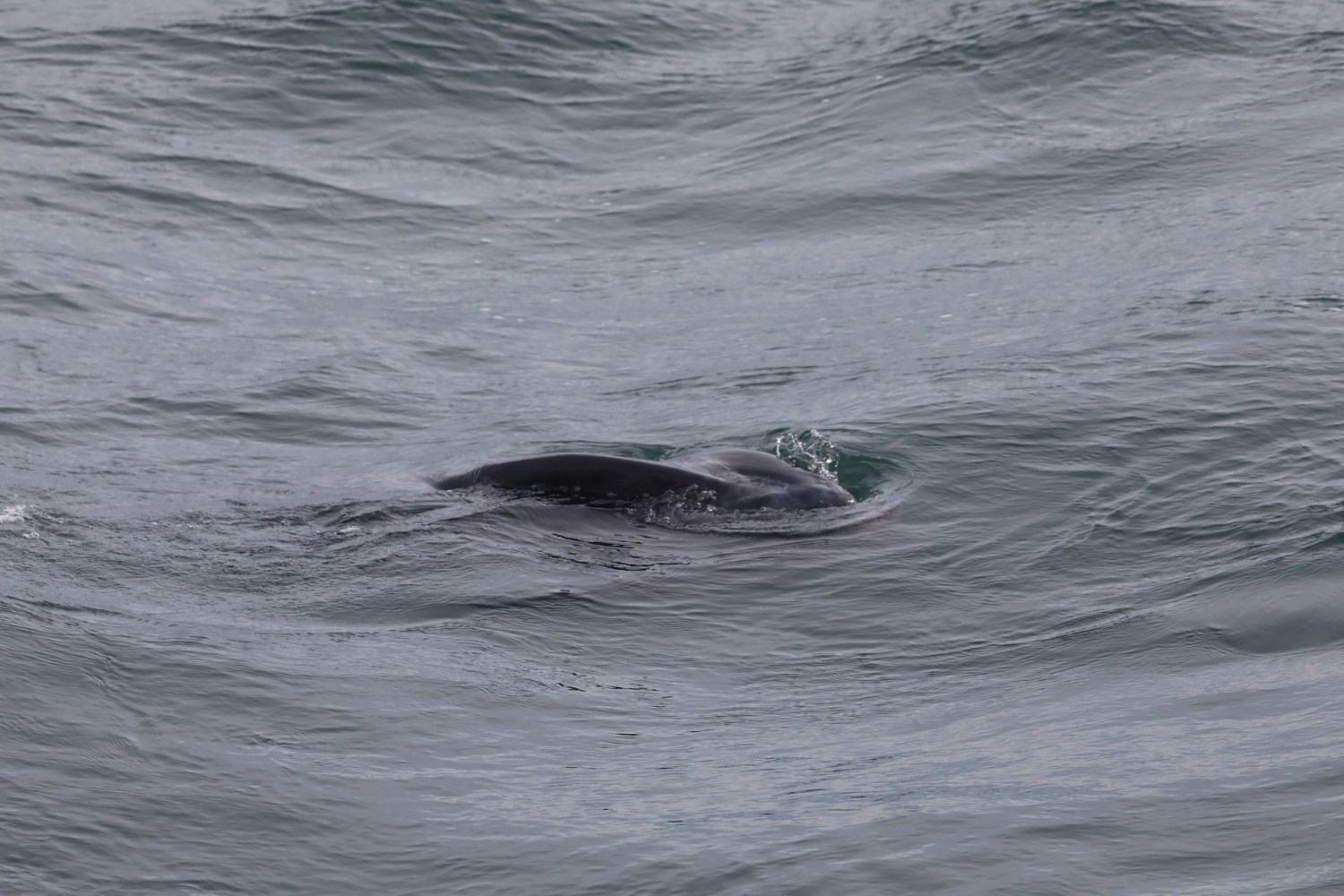 Seal partially submerged in ocean waves.